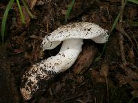 Leucoagaricus amanitoides image