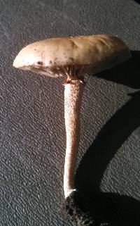 Agrocybe dura image