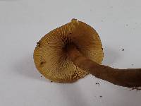 Callistosporium luteo-olivaceum image