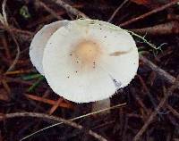 Inocybe ionocephala image