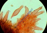 Inocybe ionocephala image