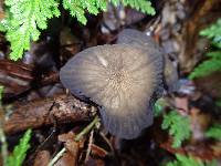 Marasmius trinitatis image