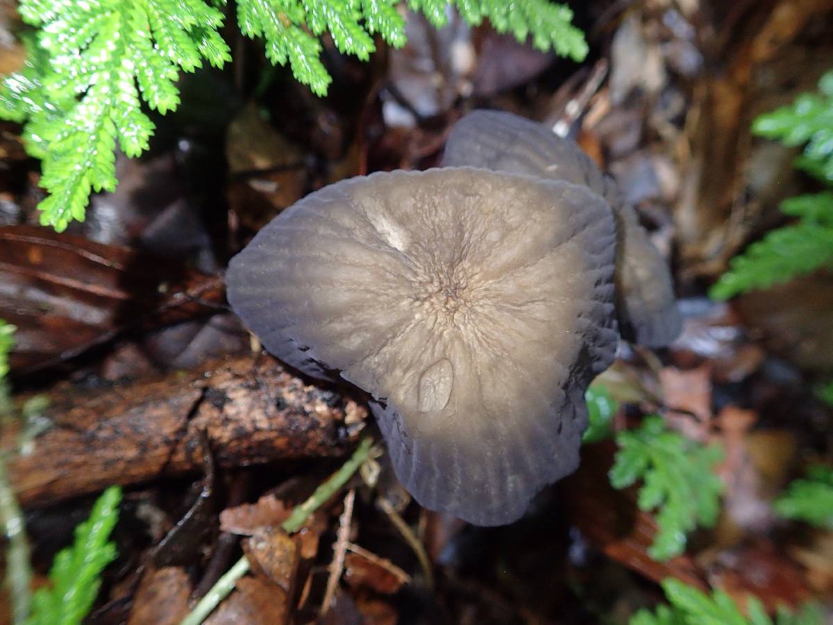 Marasmius trinitatis image