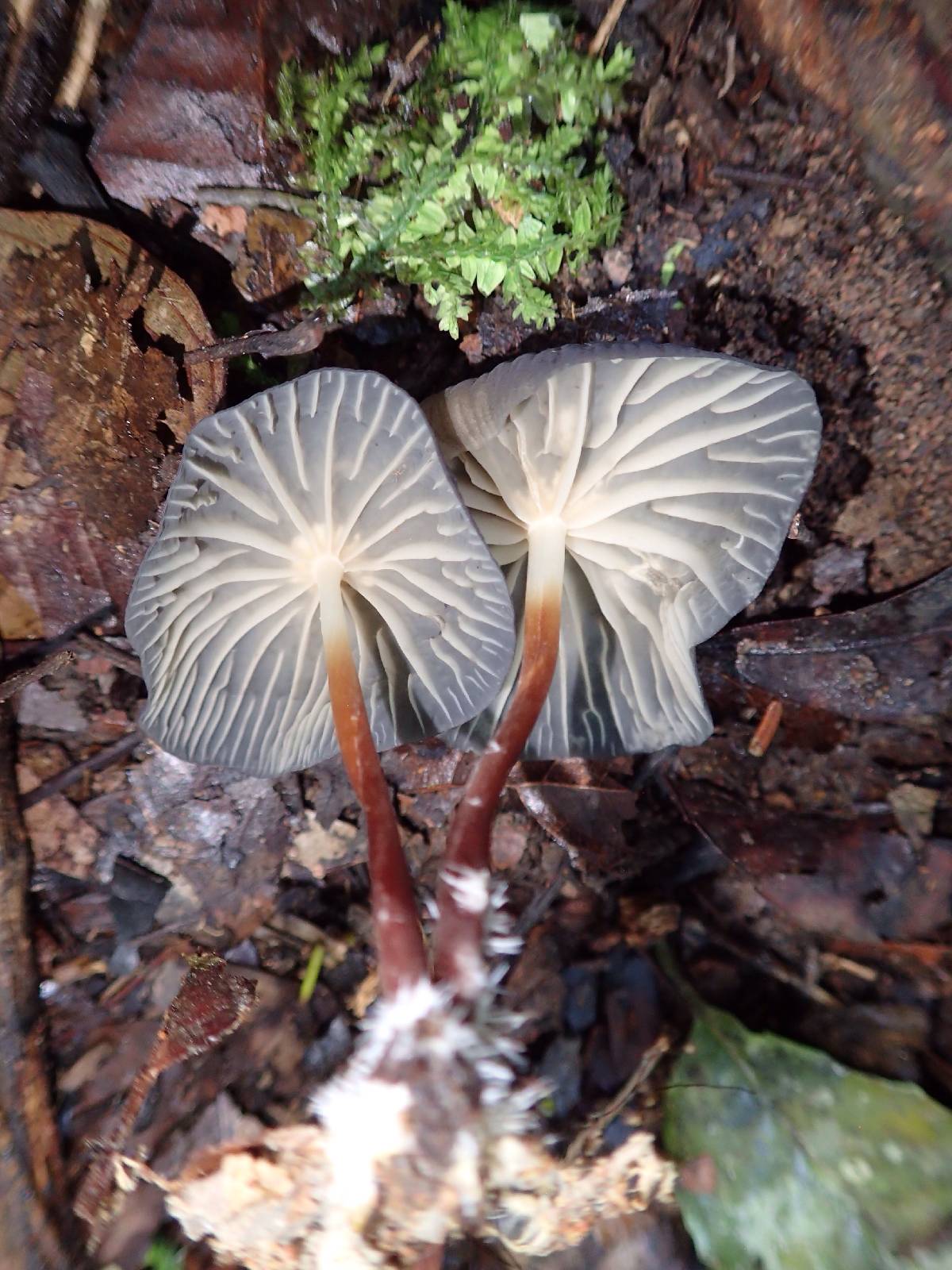 Marasmius trinitatis image