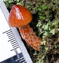 Austroboletus lacunosus image