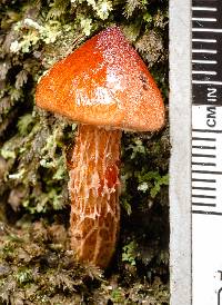 Austroboletus lacunosus image