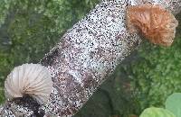 Crepidotus variabilis image