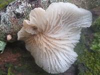 Crepidotus variabilis image