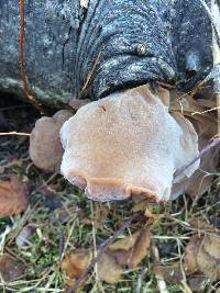 Auricularia americana image