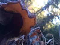 Auricularia americana image