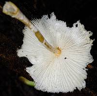 Leucocoprinus cretaceus image