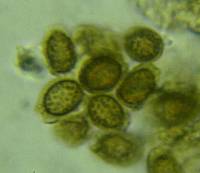Ganoderma microsporum image