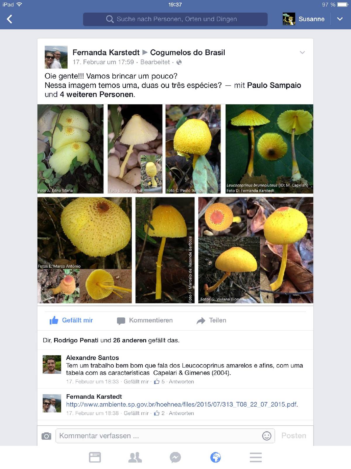 Leucocoprinus brunneoluteus image