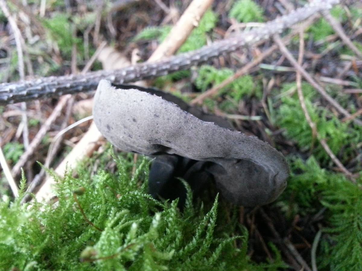 Sarcosoma latahense image