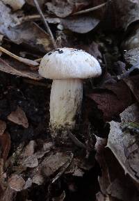 Hygrocybe pratensis var. pallida image