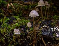 Mycena leptocephala image