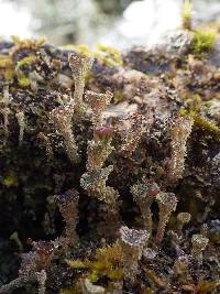 Cladonia ramulosa image