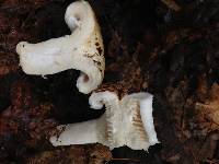 Lactarius deceptivus image