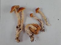 Cortinarius vibratilis image