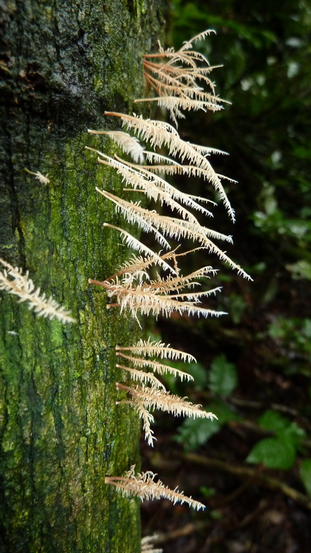 Deflexula sprucei image