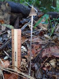 Entoloma dragonosporum image