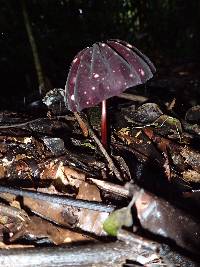 Marasmius amazonicus image