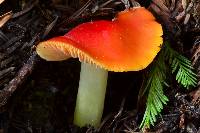 Hygrocybe laetissima image