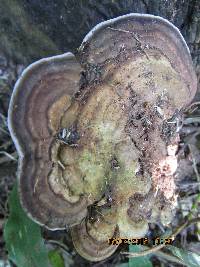 Ganoderma australe image