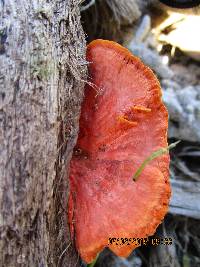 Pycnoporus sanguineus image