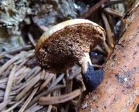 Polyporus leptocephalus image