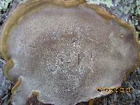 Ganoderma australe image