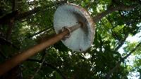 Macrolepiota colombiana image