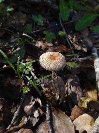 Parasola auricoma image