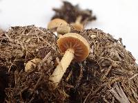 Psilocybe merdaria image