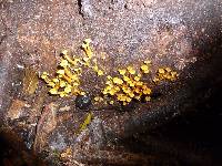 Tricholomopsis aurea image