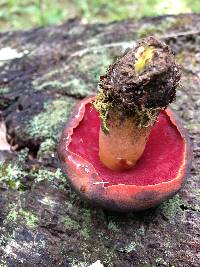 Boletus luridiformis image