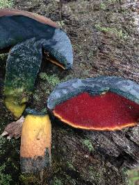 Boletus luridiformis image