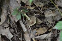 Agrocybe acericola image