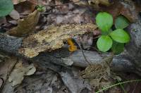 Cantharellus ignicolor image