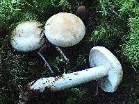 Rhodocollybia maculata image