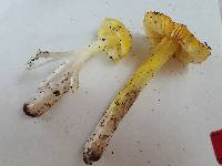 Hygrocybe acutoconica image