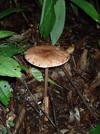 Macrolepiota colombiana image