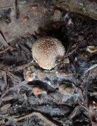 Psathyrella pennata image