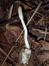 Cordyceps cylindrica image