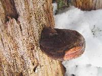 Ganoderma polychromum image