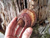 Ganoderma polychromum image