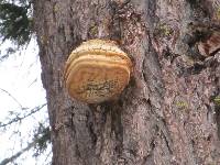 Fomitopsis officinalis image