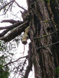 Fomitopsis officinalis image