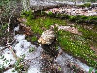 Fomitopsis officinalis image