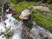 Fomitopsis officinalis image